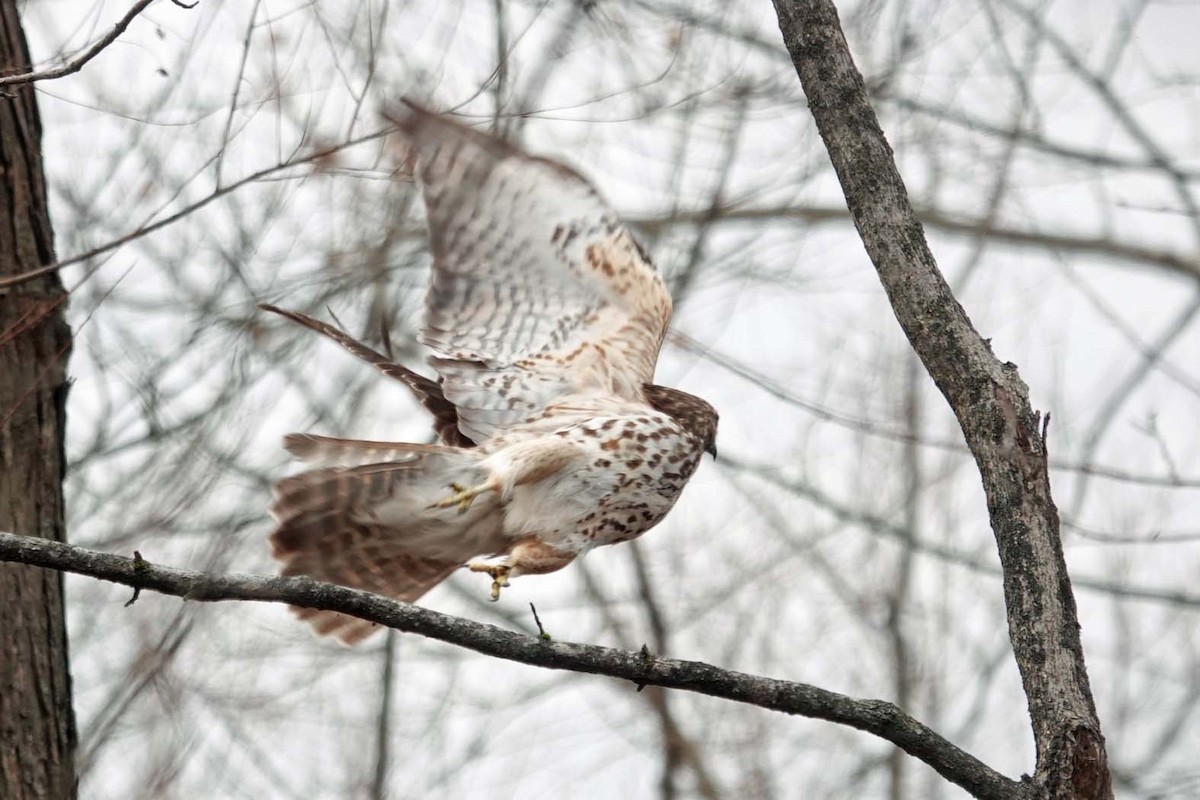 Buteo sp. - ML626516641