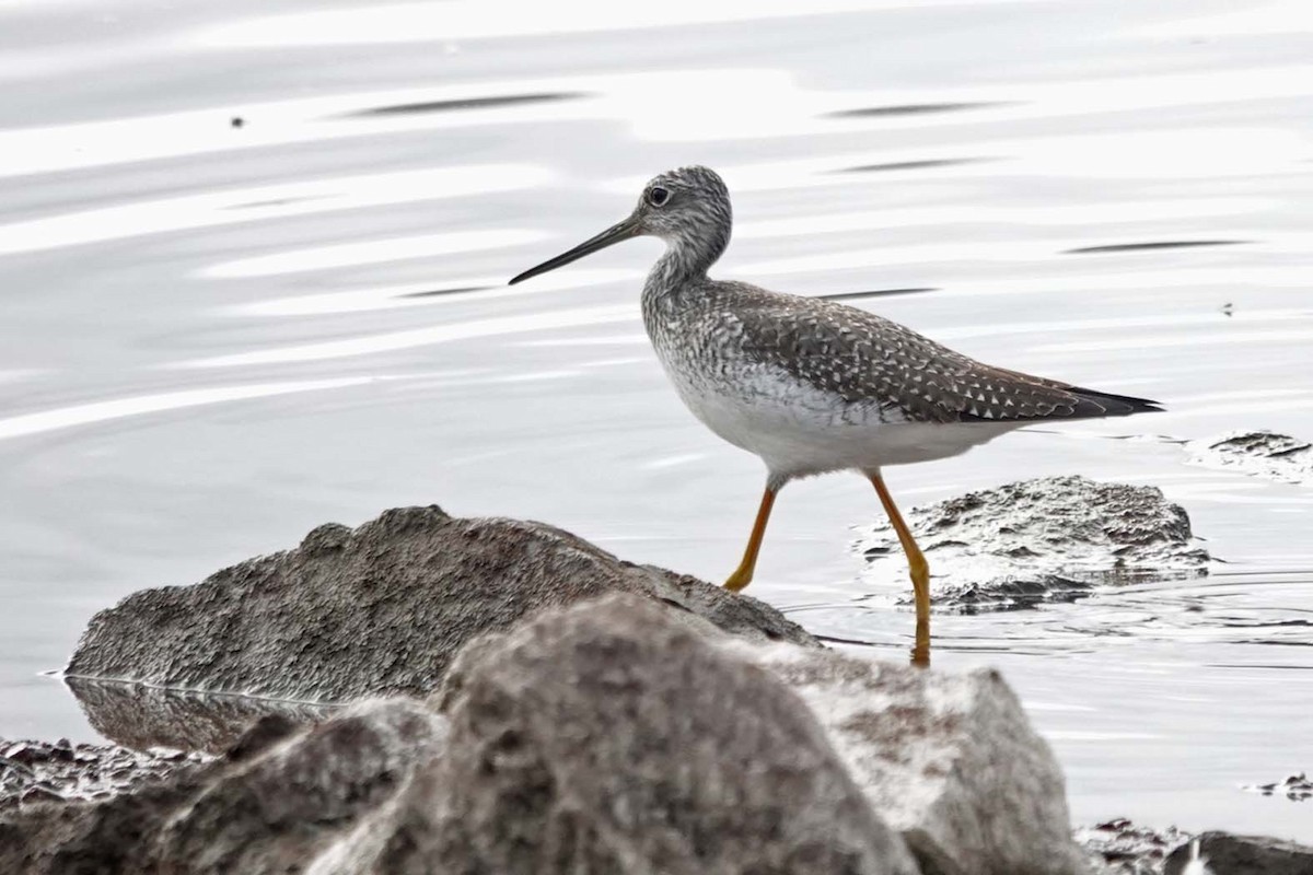 Greater Yellowlegs - ML626516654