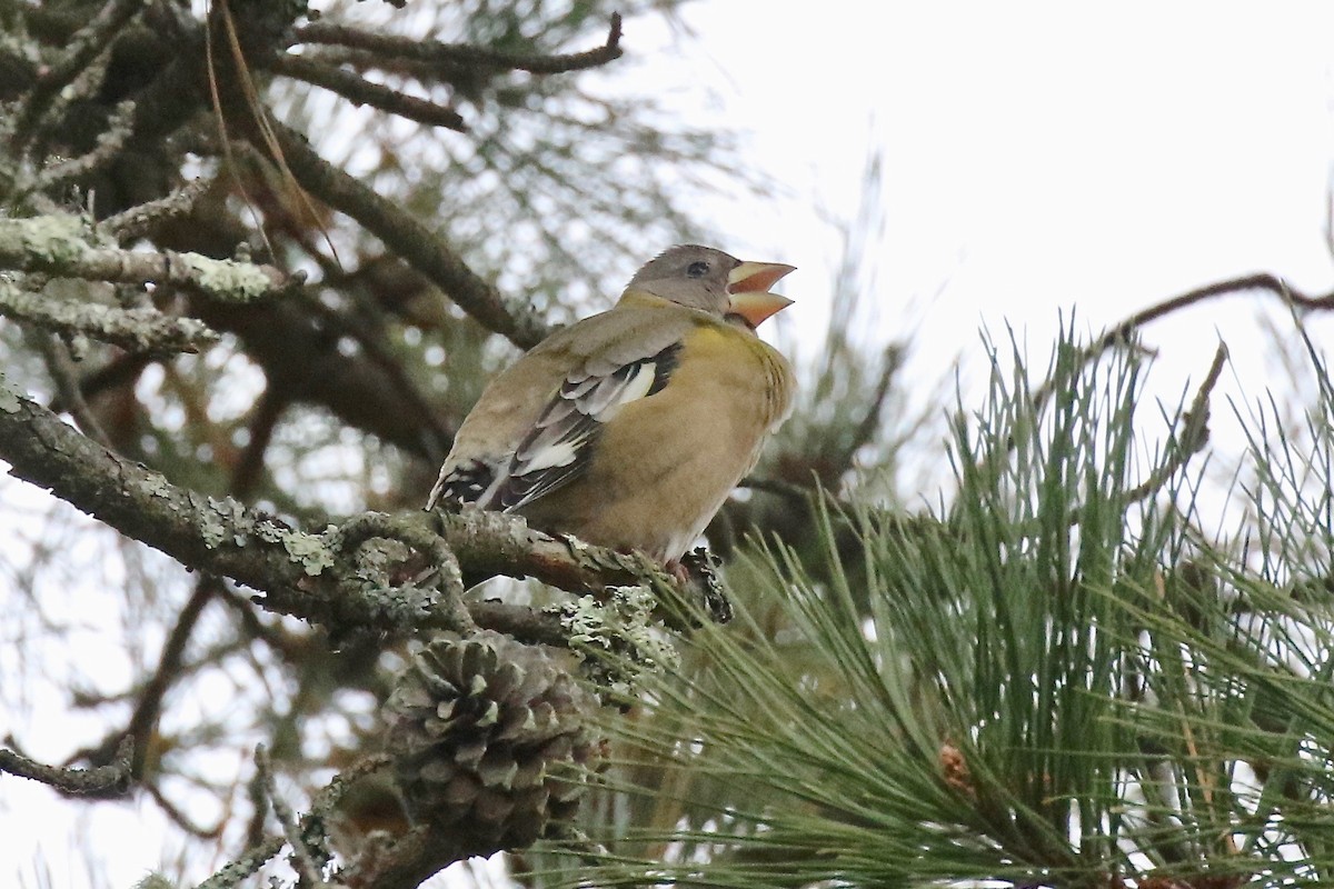 Evening Grosbeak - ML626516670