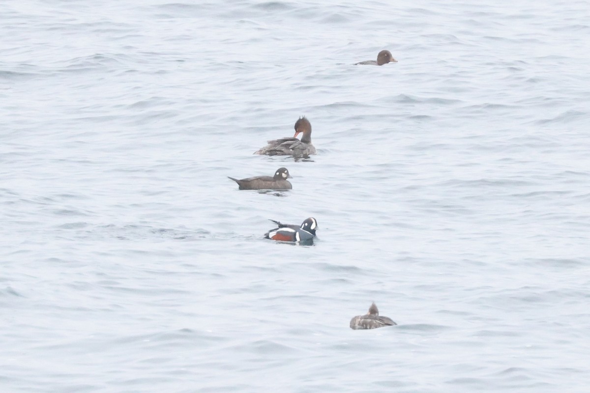 Harlequin Duck - Charlie Kaars