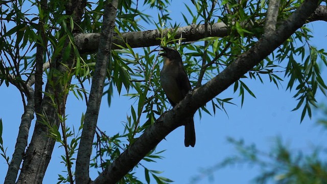 Bluish-gray Saltator - ML626516982