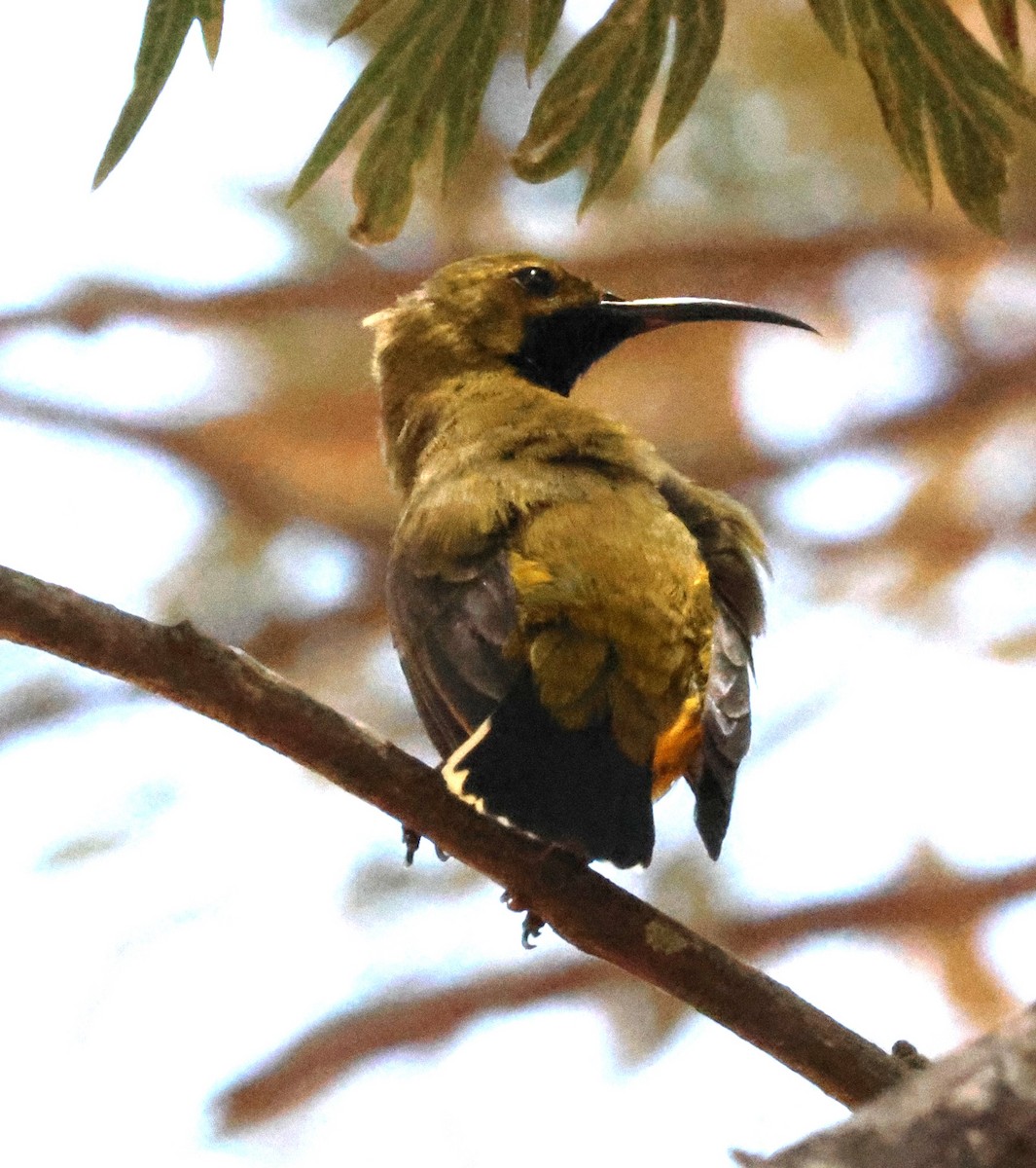 Sahul Sunbird - ML626517075