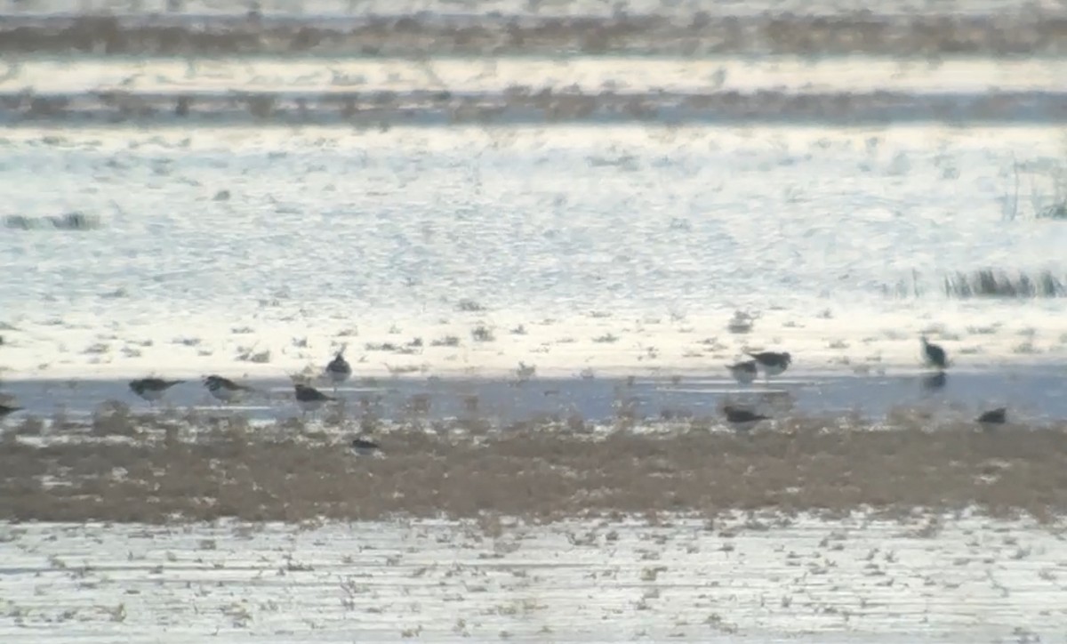 pygmésnipe - ML626517492