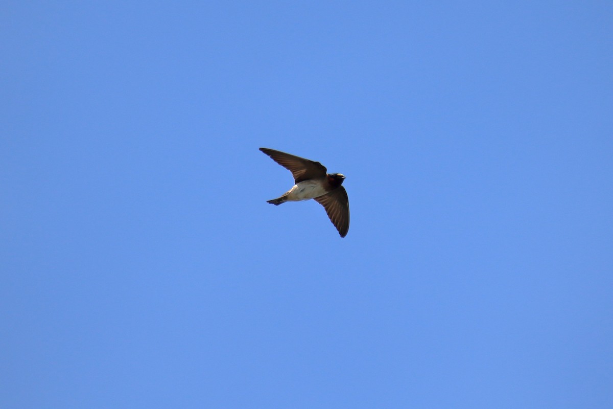 Cliff Swallow - ML626517556