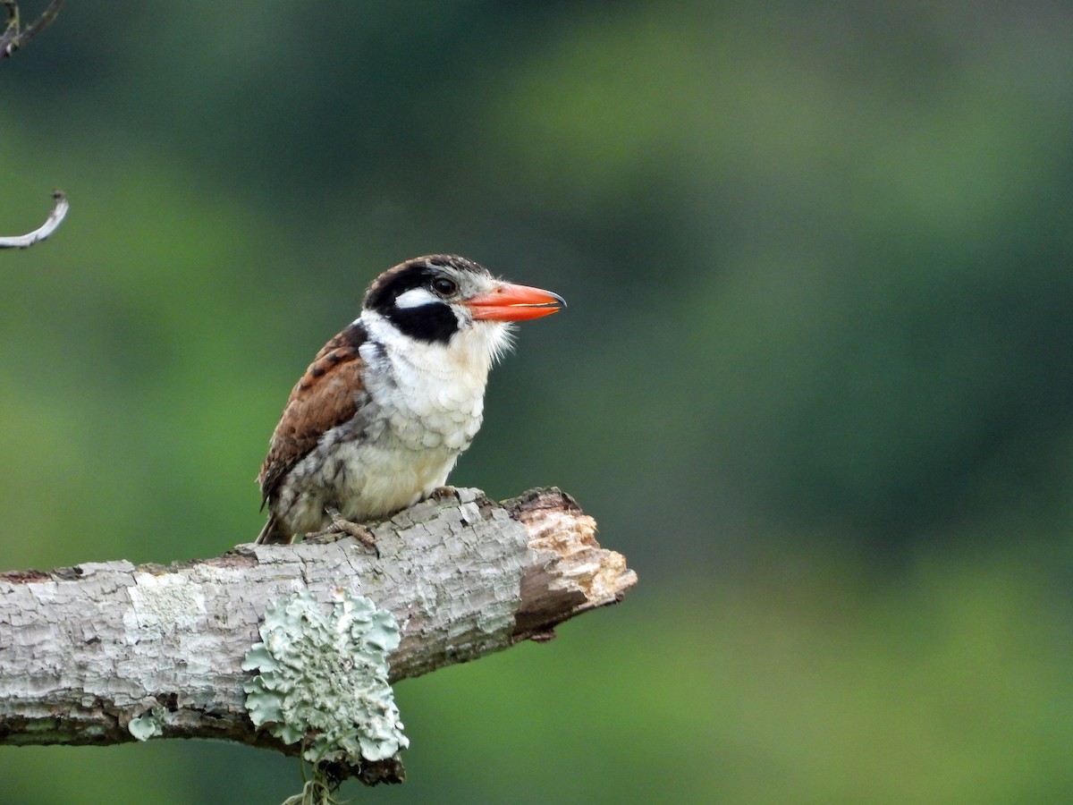 White-eared Puffbird - ML626517648