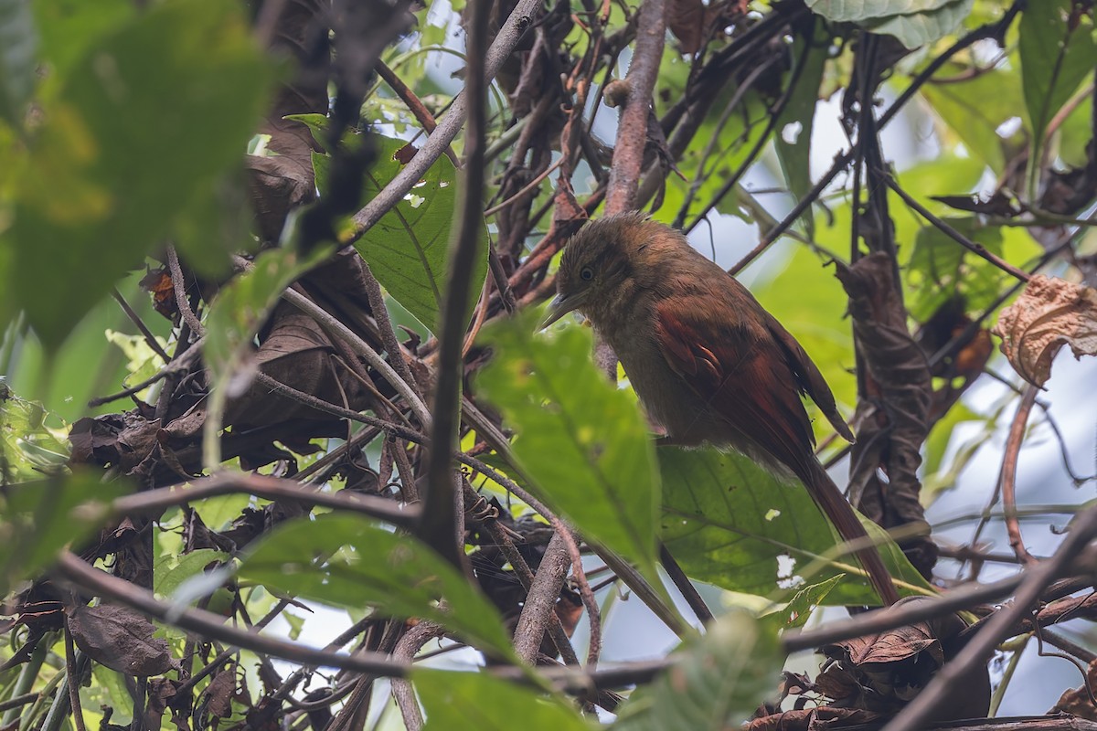 Chestnut-crowned Foliage-gleaner - ML626517728
