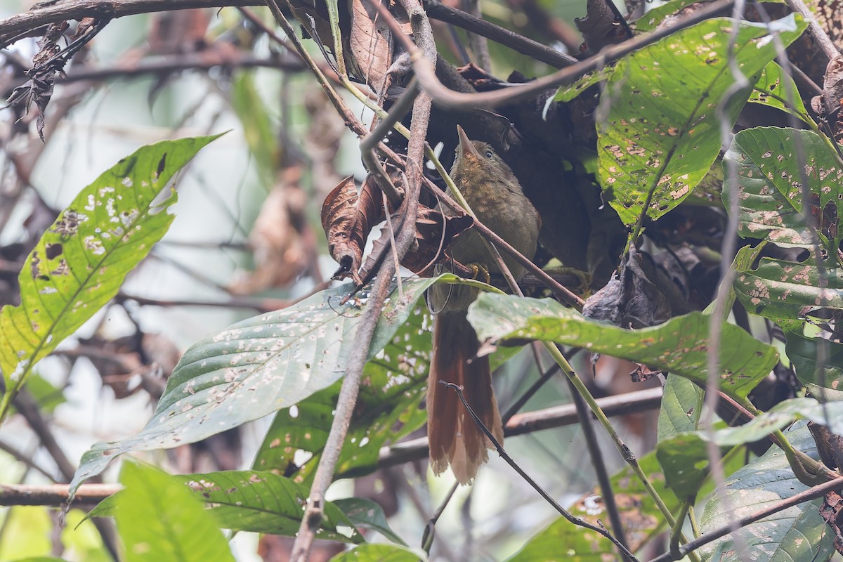 Chestnut-crowned Foliage-gleaner - ML626517729