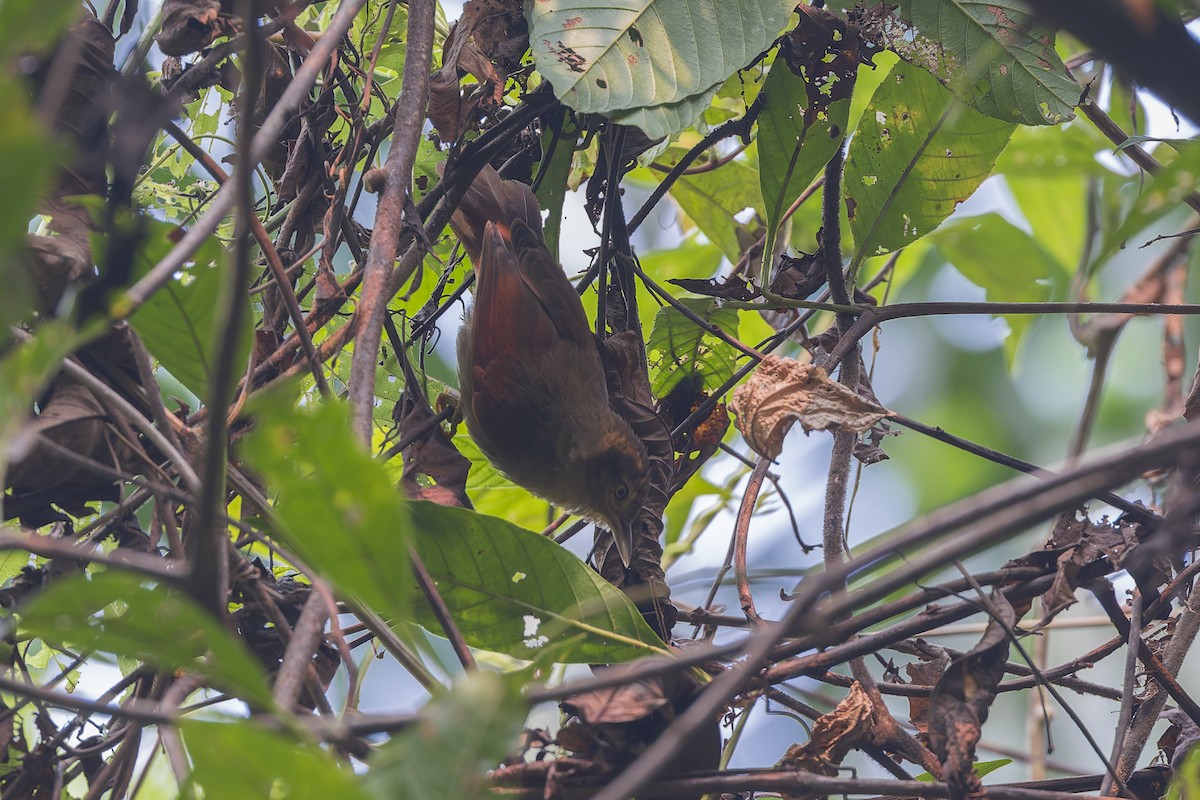 Chestnut-crowned Foliage-gleaner - ML626517731