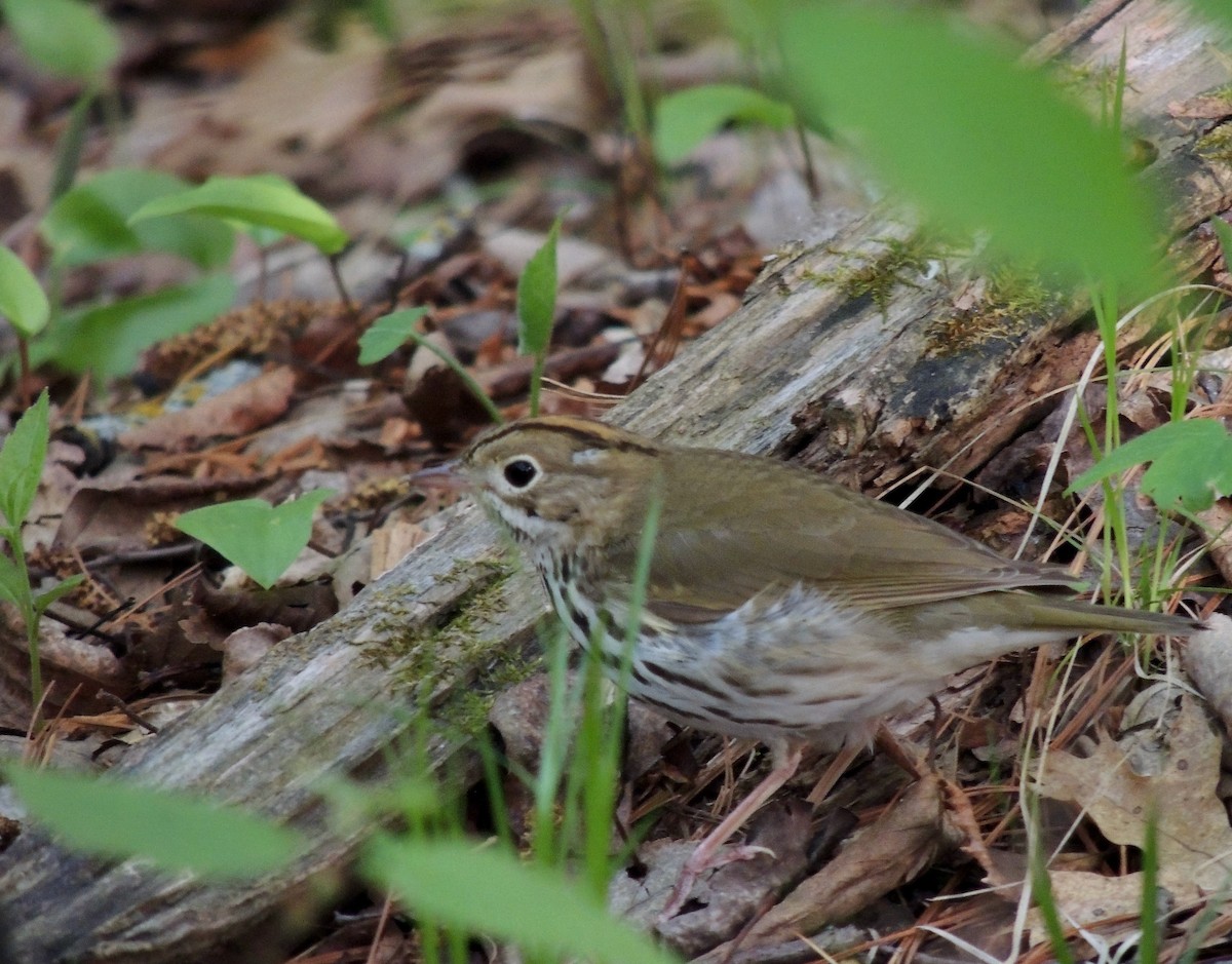 Ovenbird - ML626517746