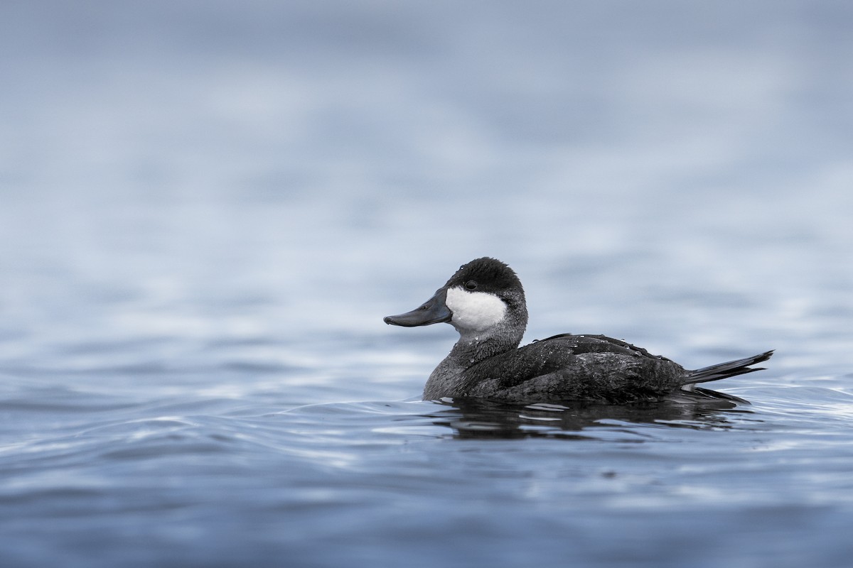 Ruddy Duck - ML626517870