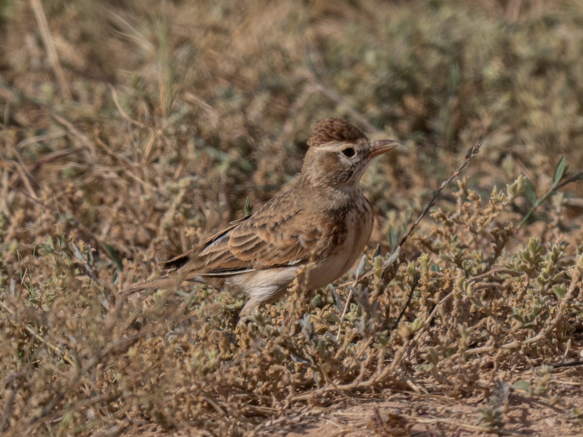 Red-capped Lark - ML626518020