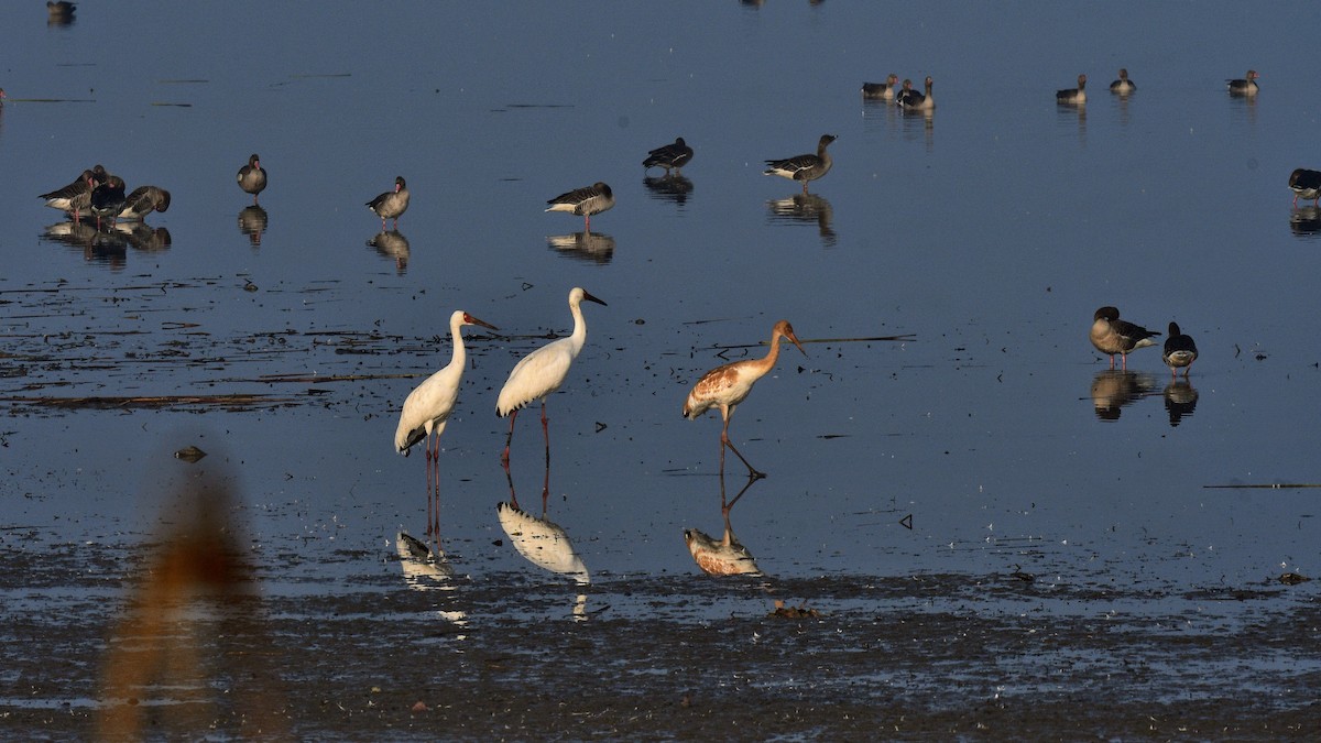 Siberian Crane - ML626518075