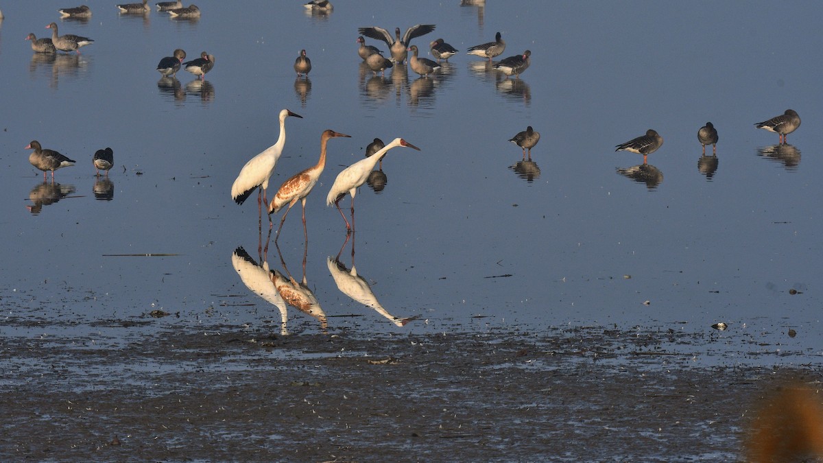 Siberian Crane - ML626518081