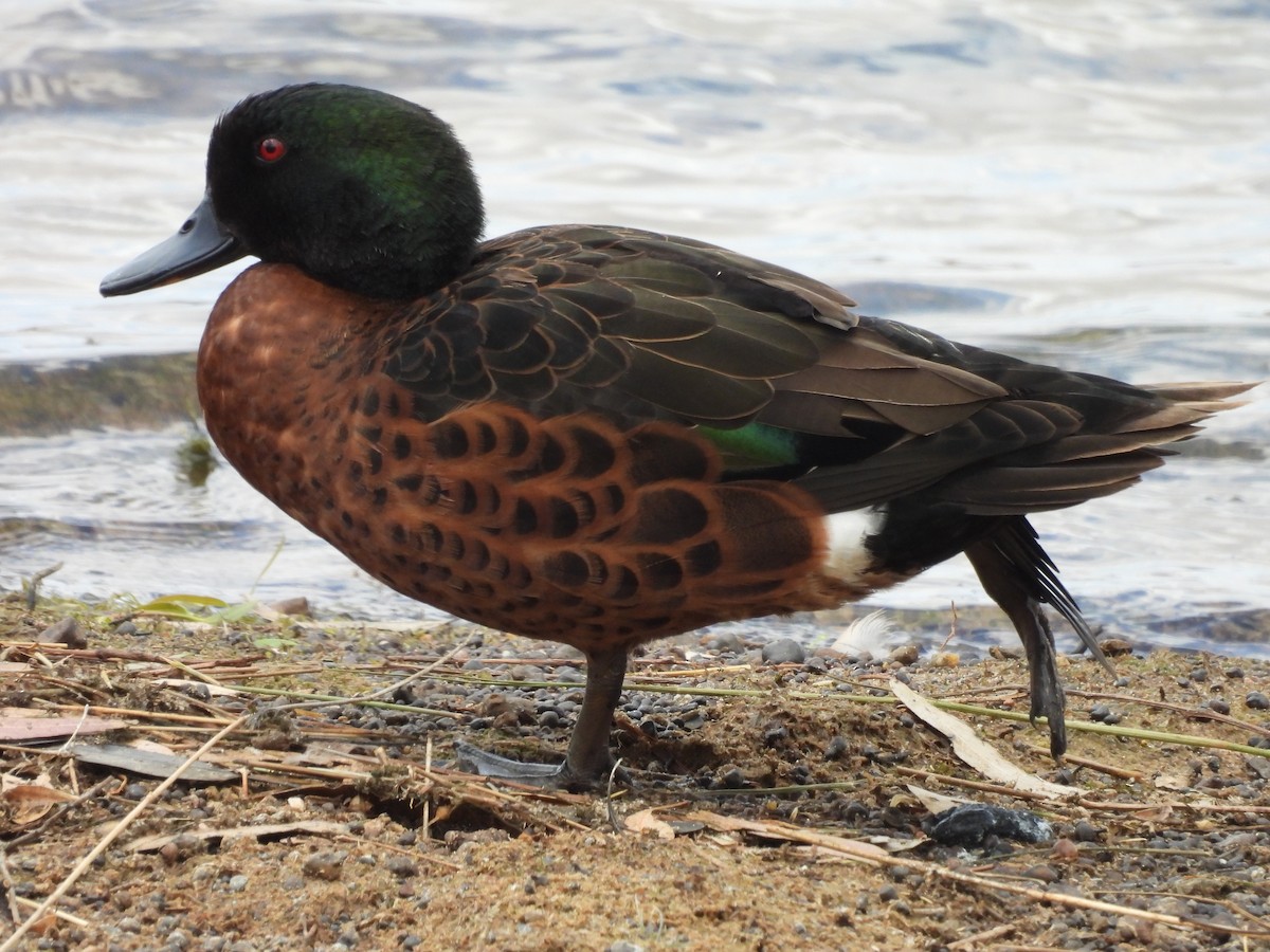 Chestnut Teal - ML626518089