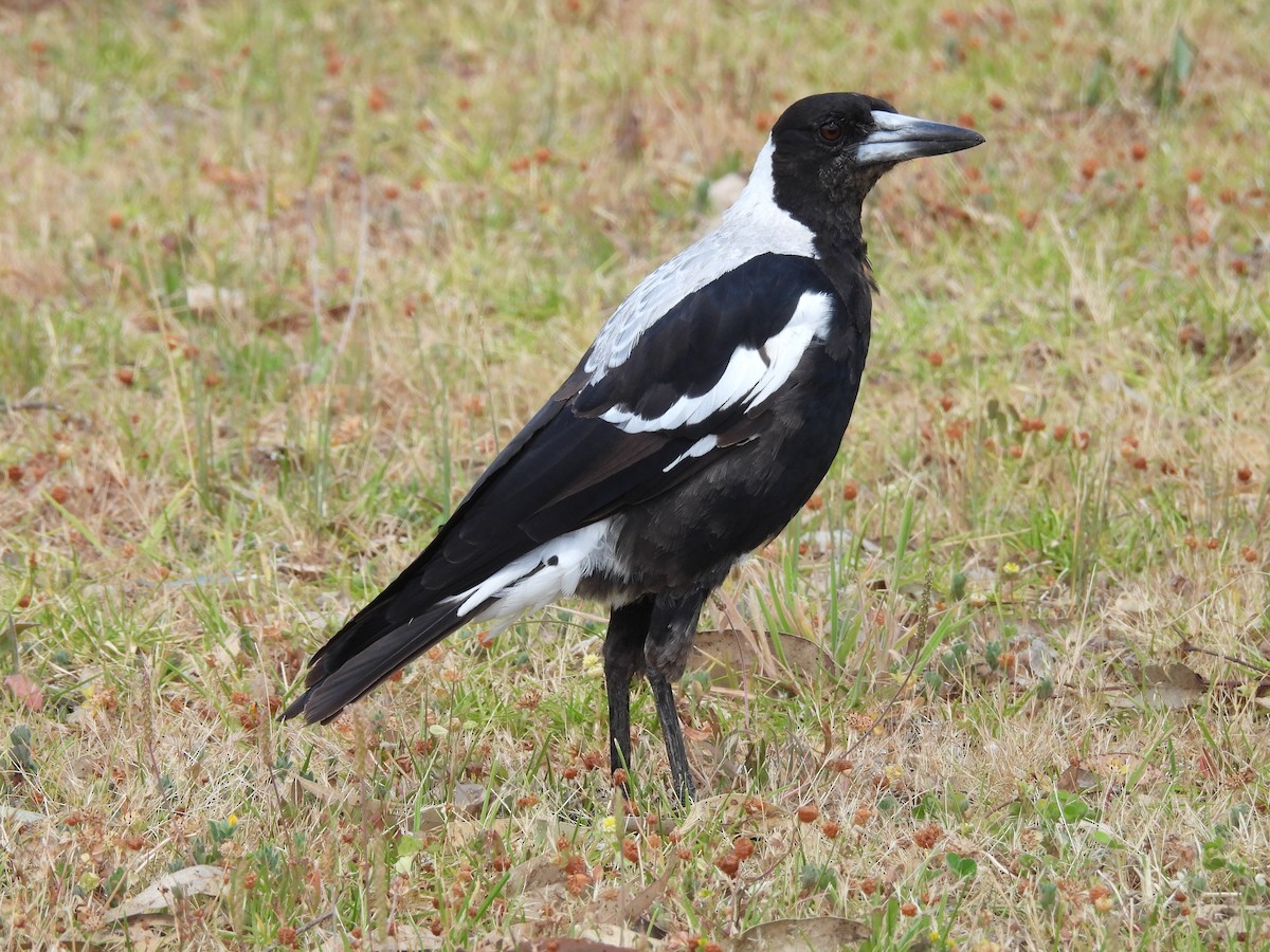 Australian Magpie - ML626518090