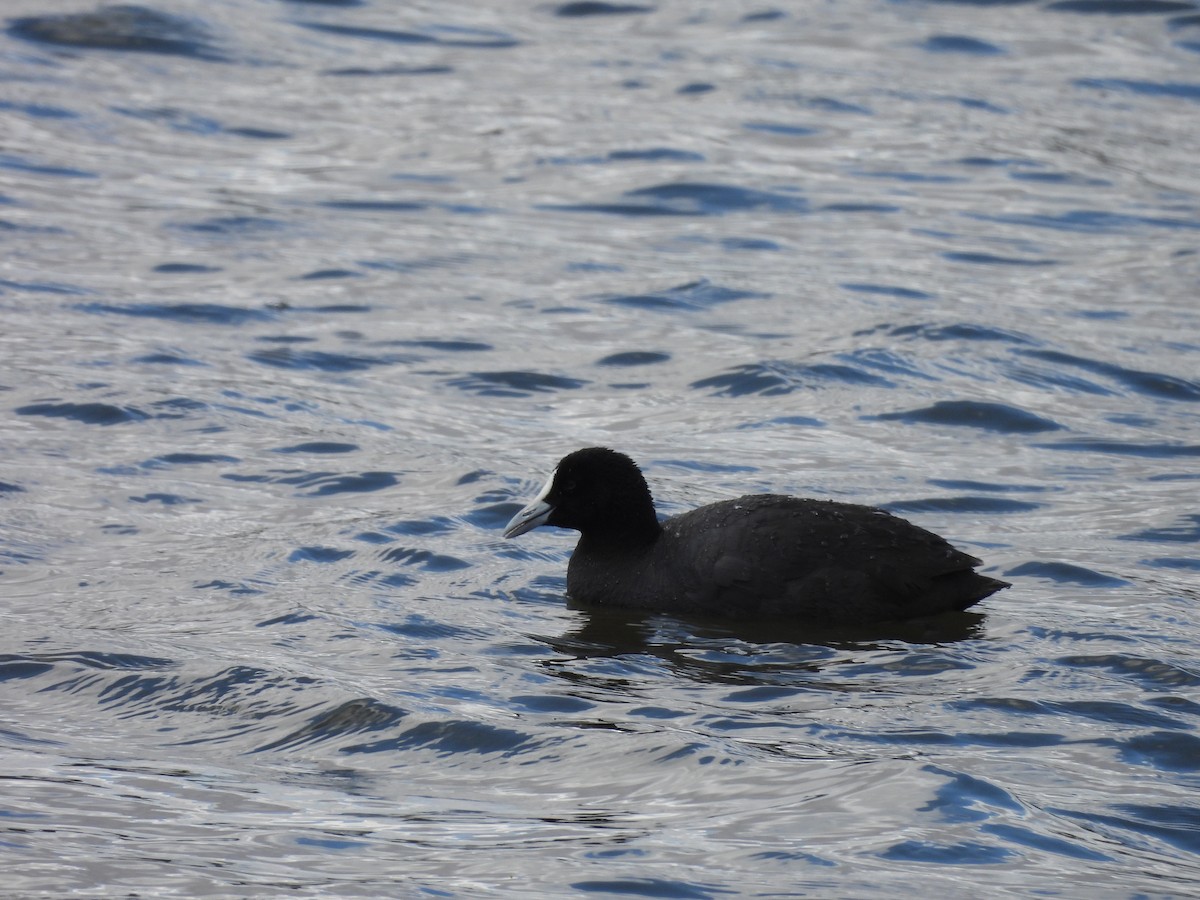 Халзан түнжүүр - ML626518091