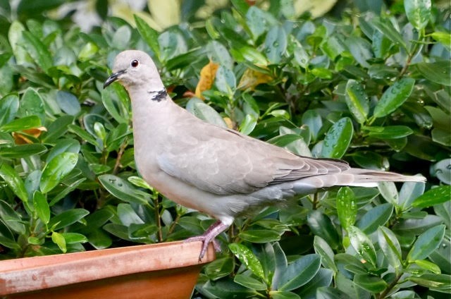 Eurasian Collared-Dove - ML626518235