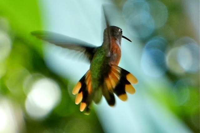 Bahama Woodstar - ML626518272