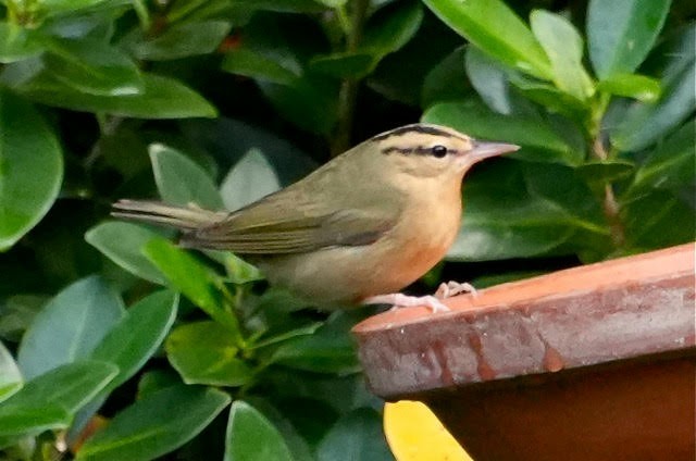 Worm-eating Warbler - ML626518290