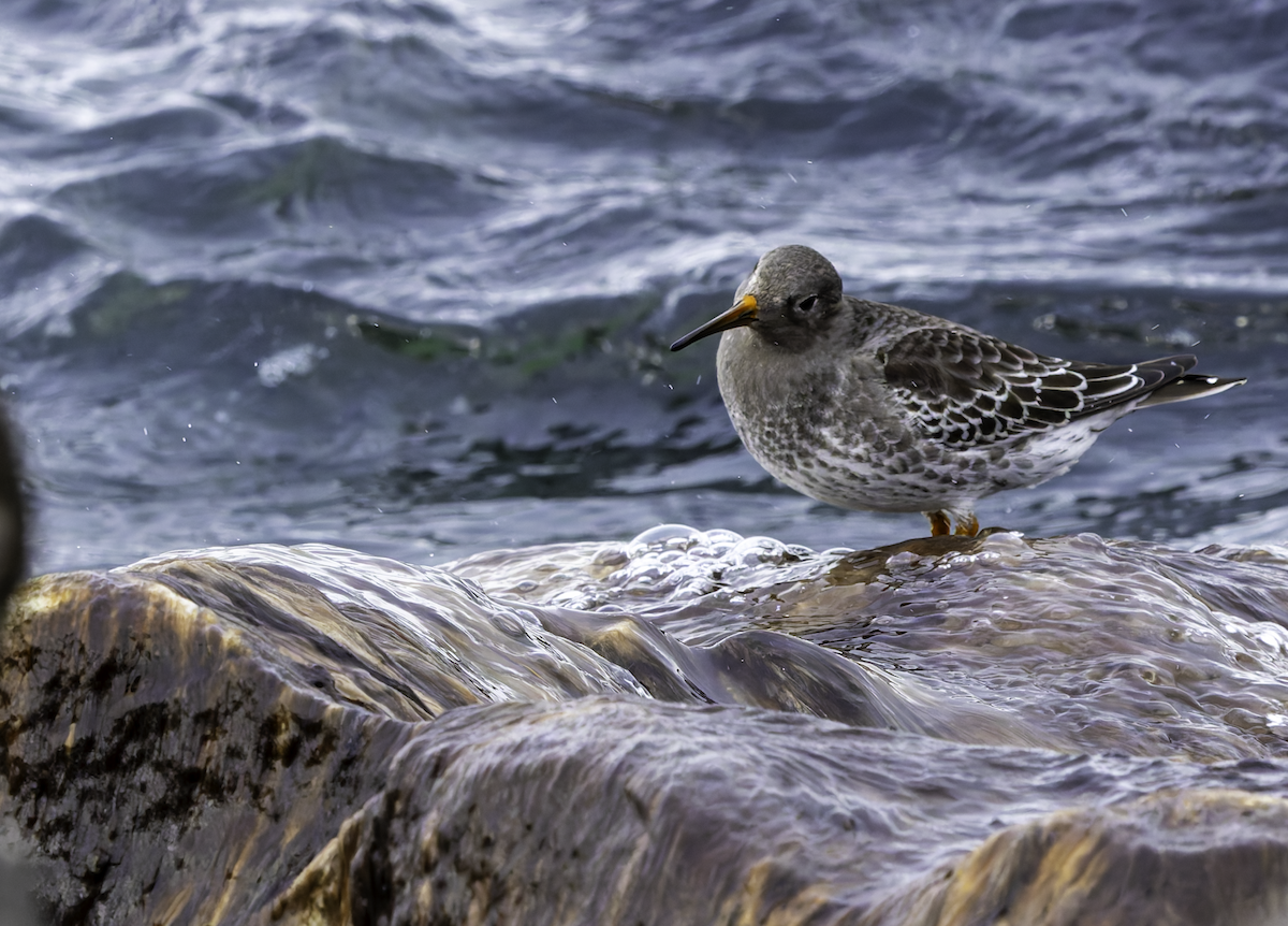 Purple Sandpiper - ML626518293