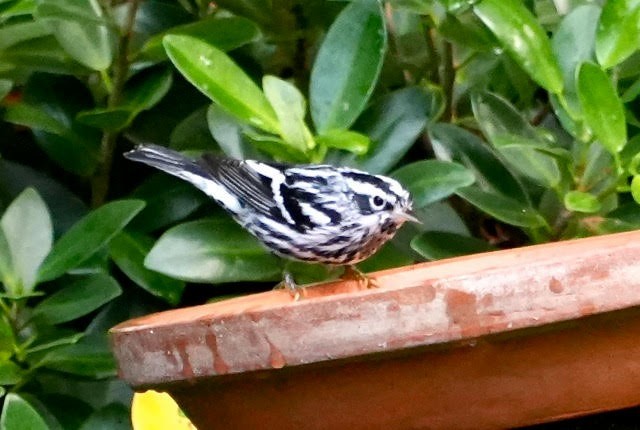 Black-and-white Warbler - ML626518306
