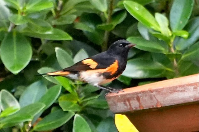 American Redstart - ML626518321