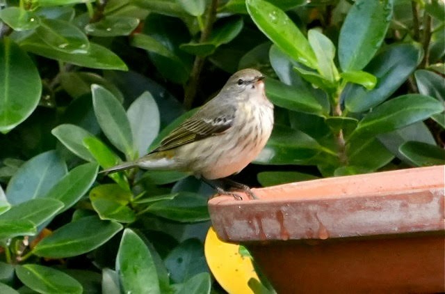 Cape May Warbler - ML626518334