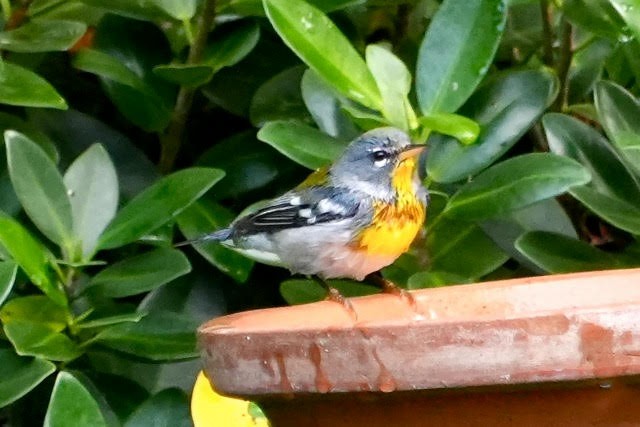 Northern Parula - ML626518348
