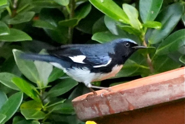 Black-throated Blue Warbler - ML626518361