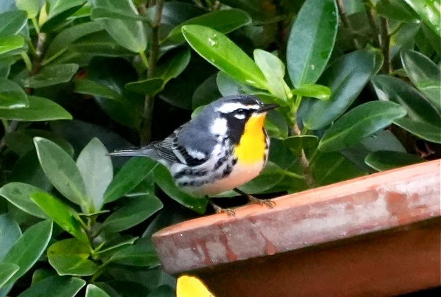 Yellow-throated Warbler - ML626518372