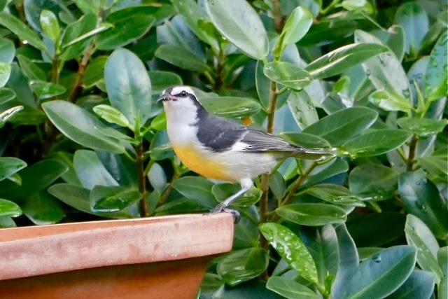 Bananaquit - ML626518390
