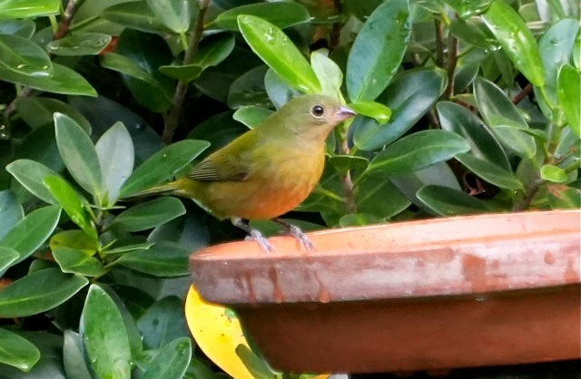 Painted Bunting - ML626518422