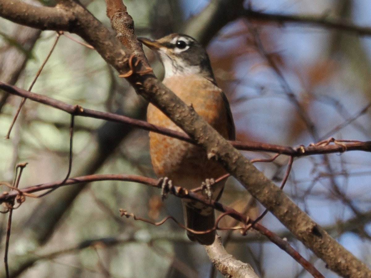 American Robin - ML626518436