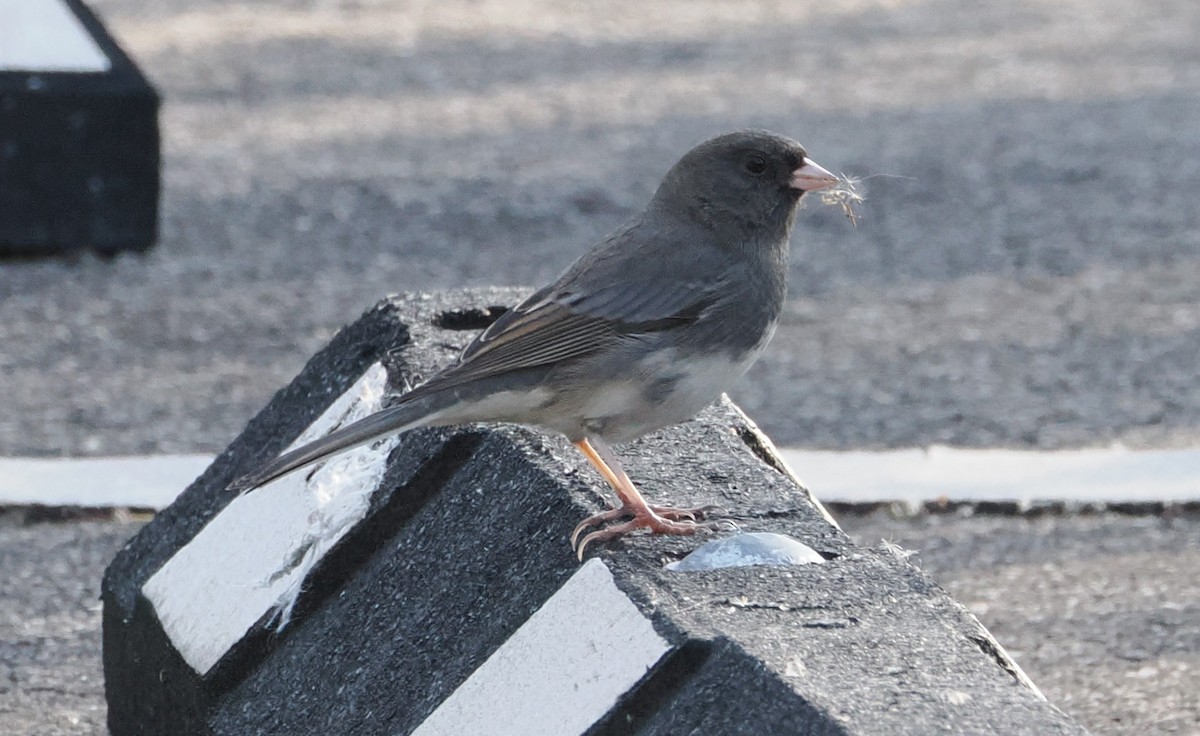 Dark-eyed Junco - ML626518447