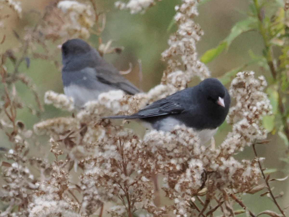 Dark-eyed Junco - ML626518448