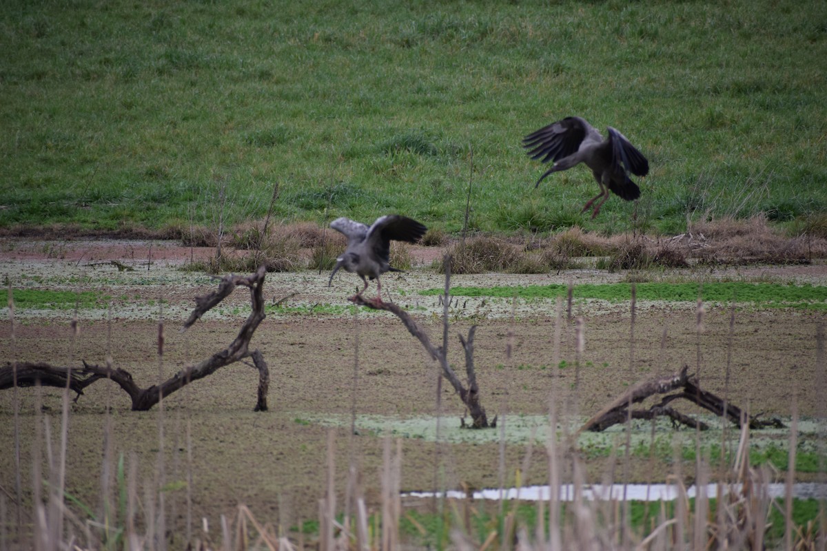 Plumbeous Ibis - ML626518453
