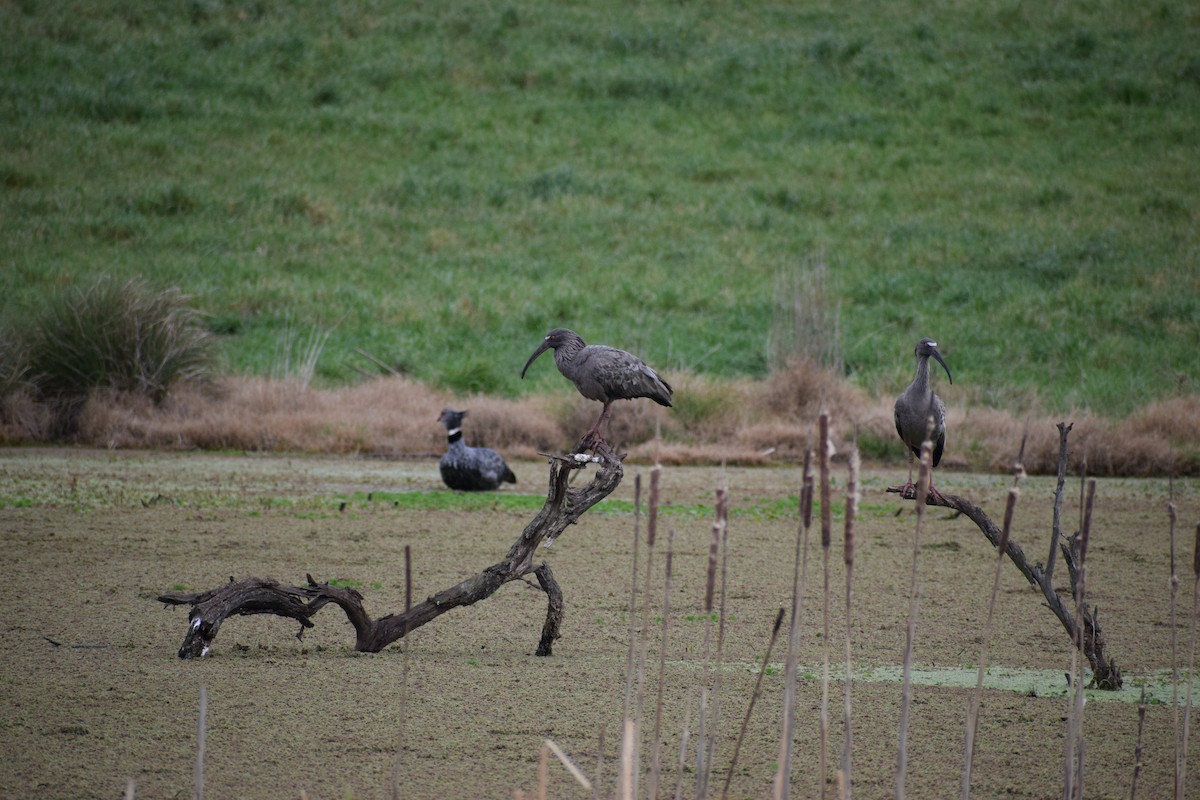 Plumbeous Ibis - ML626518454