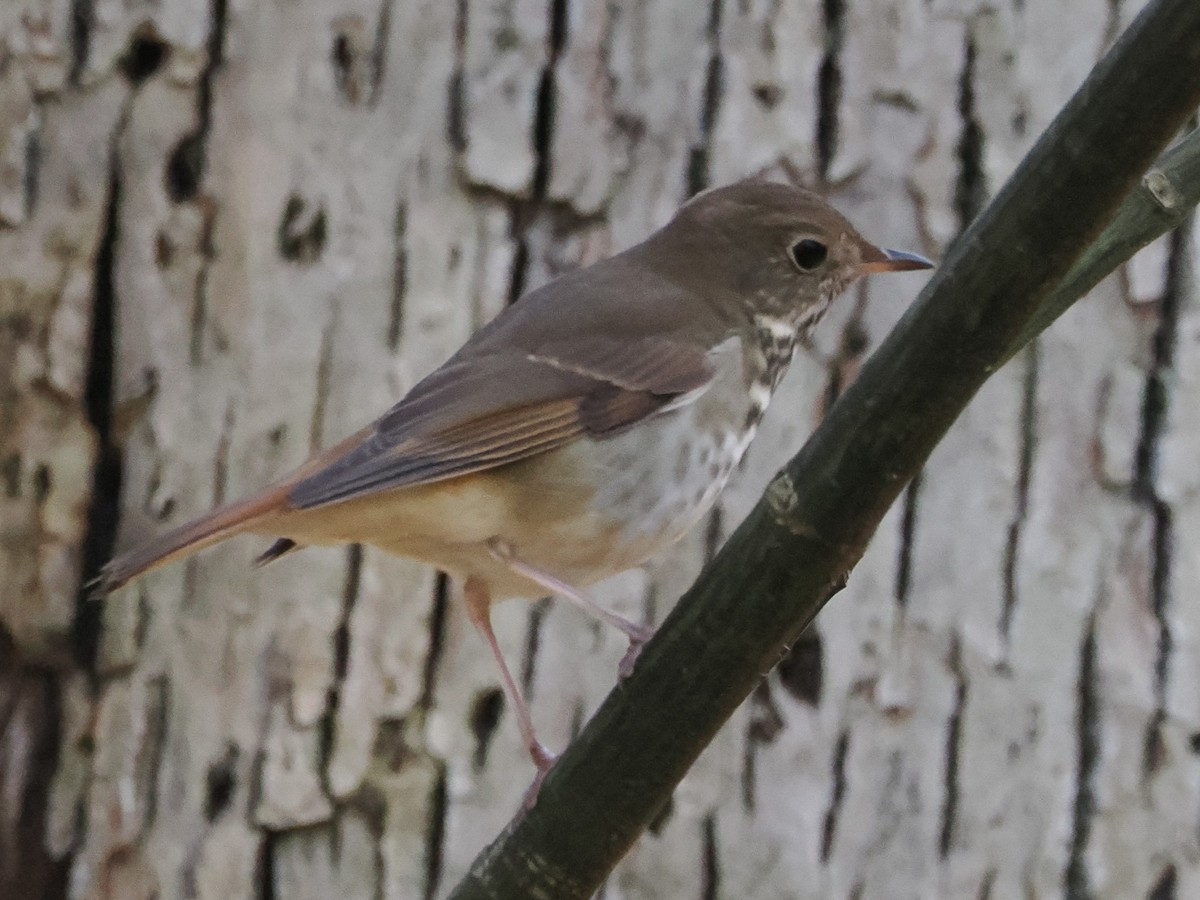 Hermit Thrush - ML626518507