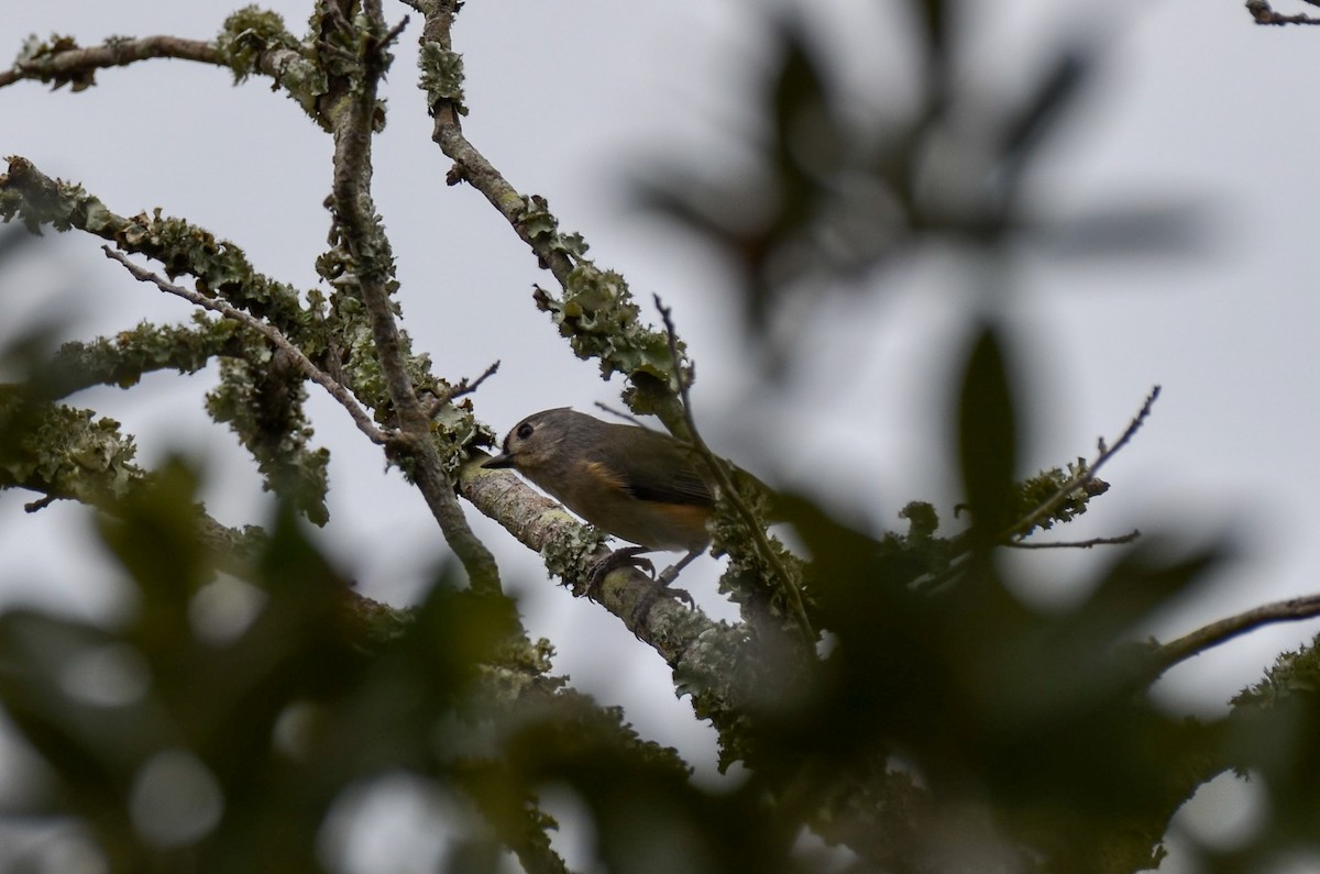 Tufted Titmouse - ML626518548