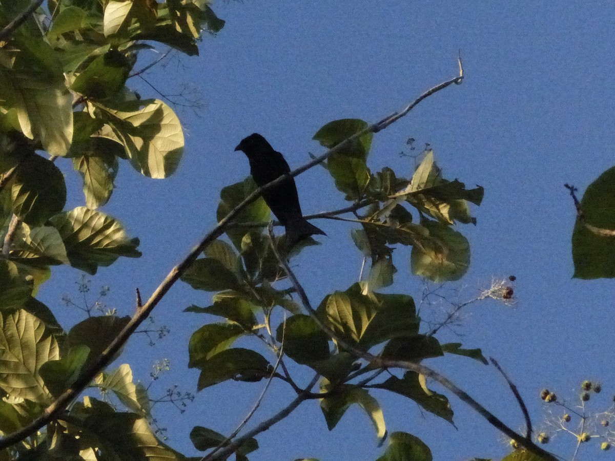 Hair-crested Drongo (White-eyed) - ML626518562