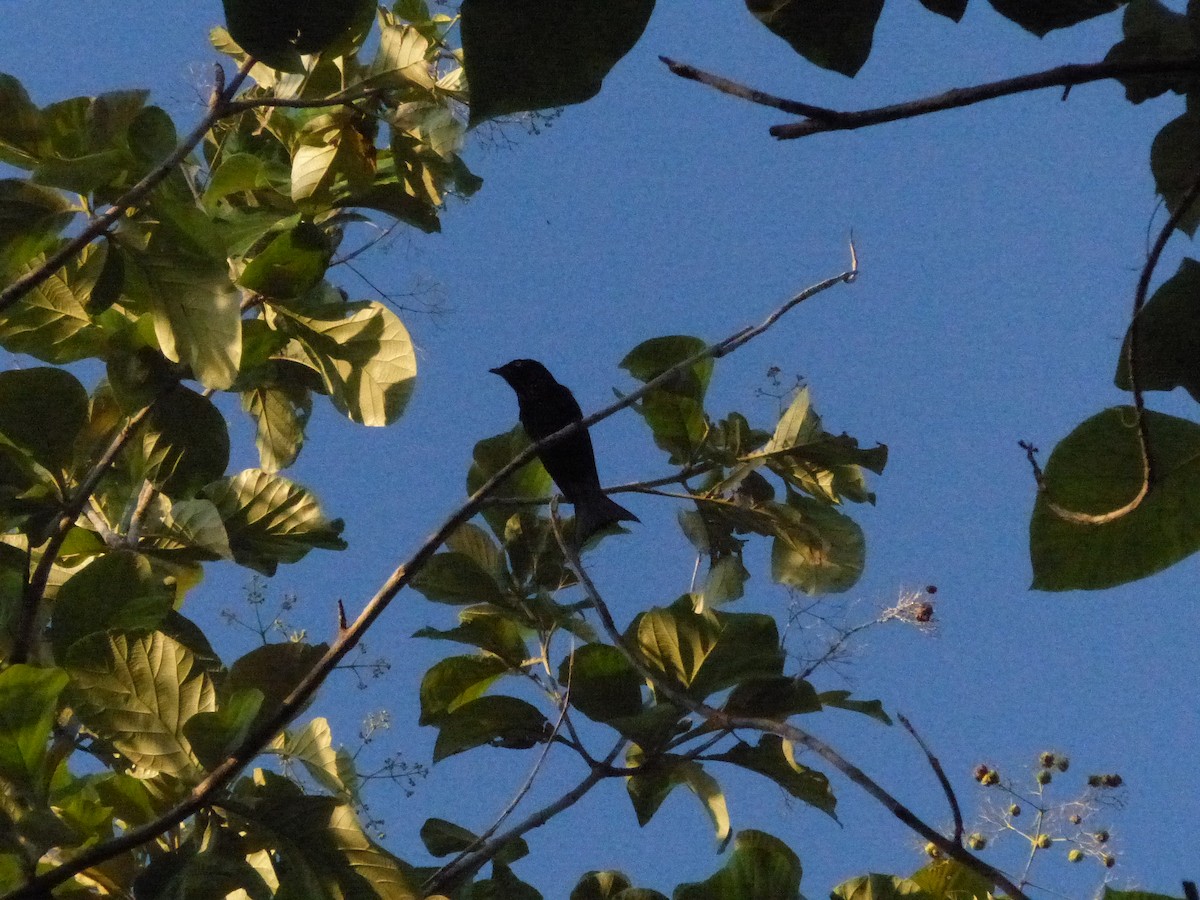 Hair-crested Drongo (White-eyed) - ML626518563
