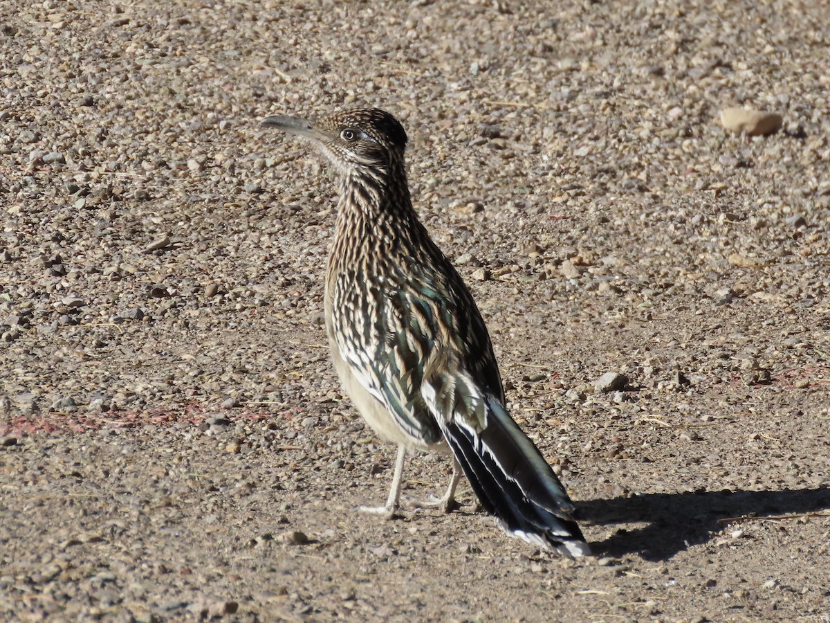 Greater Roadrunner - ML626518621