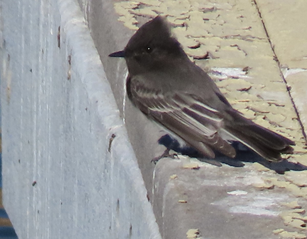 Black Phoebe - ML626518632