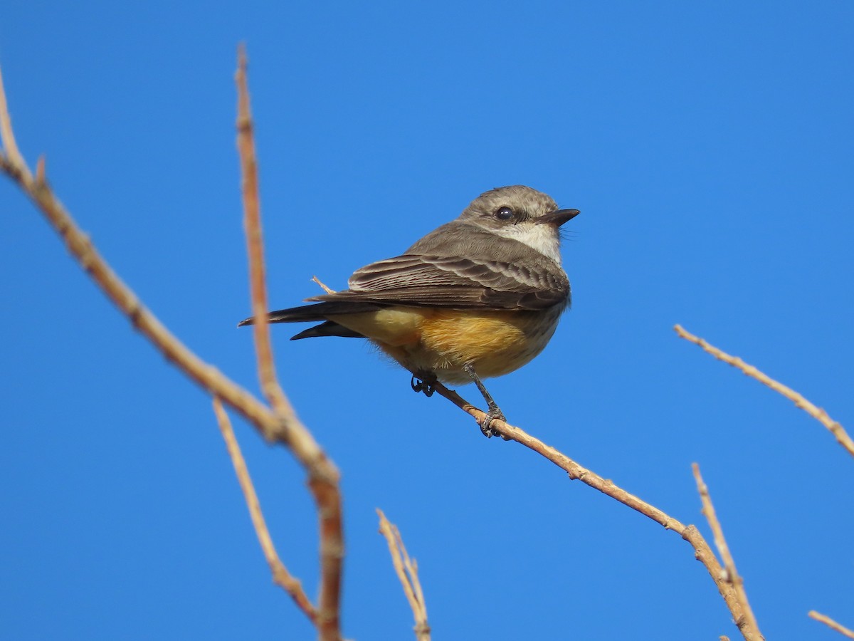 Vermilion Flycatcher - ML626518654