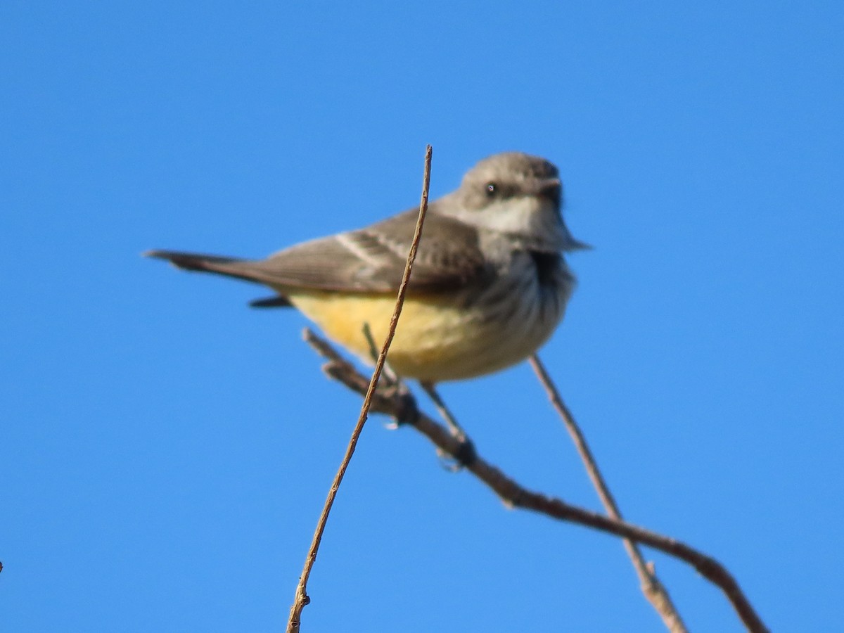 Vermilion Flycatcher - ML626518655