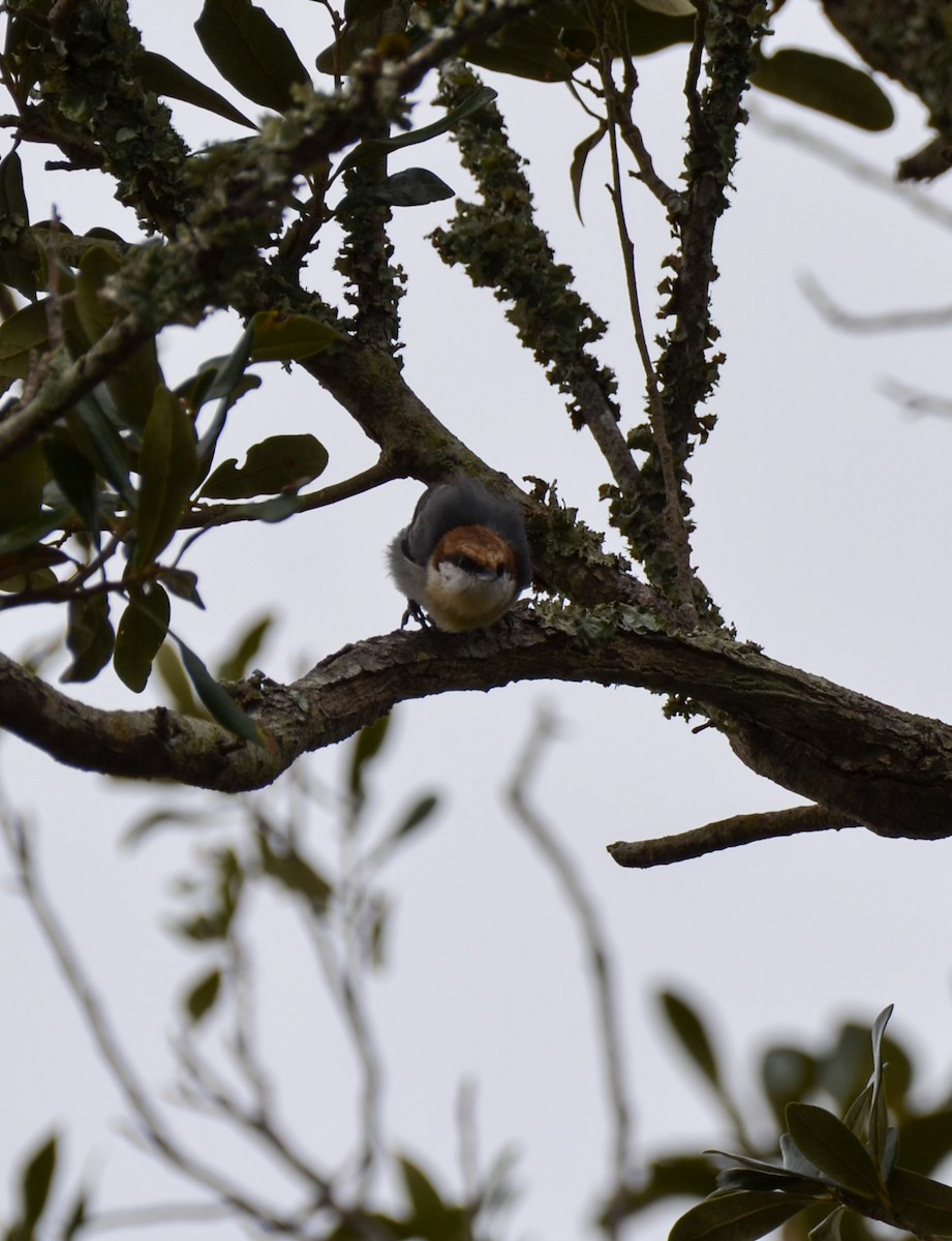 Brown-headed Nuthatch - ML626518661