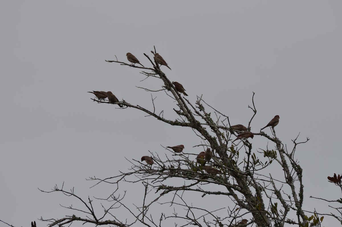 House Finch - ML626518676