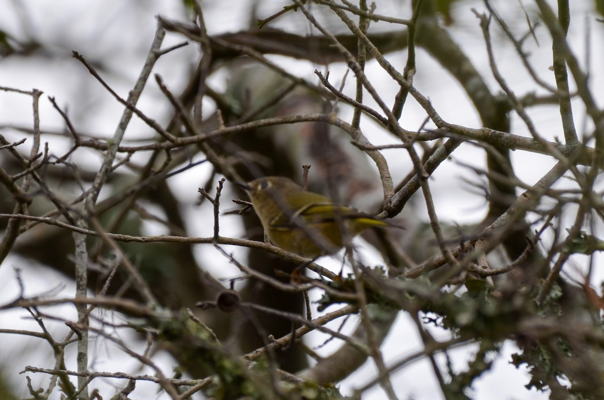 Ruby-crowned Kinglet - ML626518718