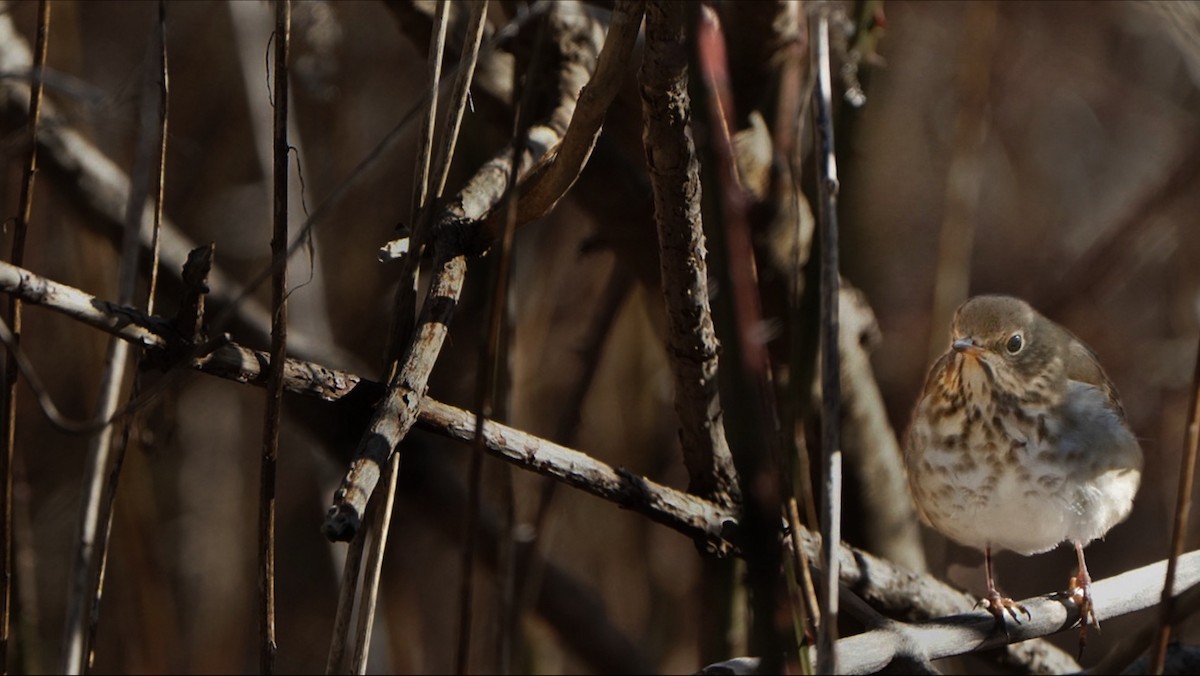 Hermit Thrush - ML626518796