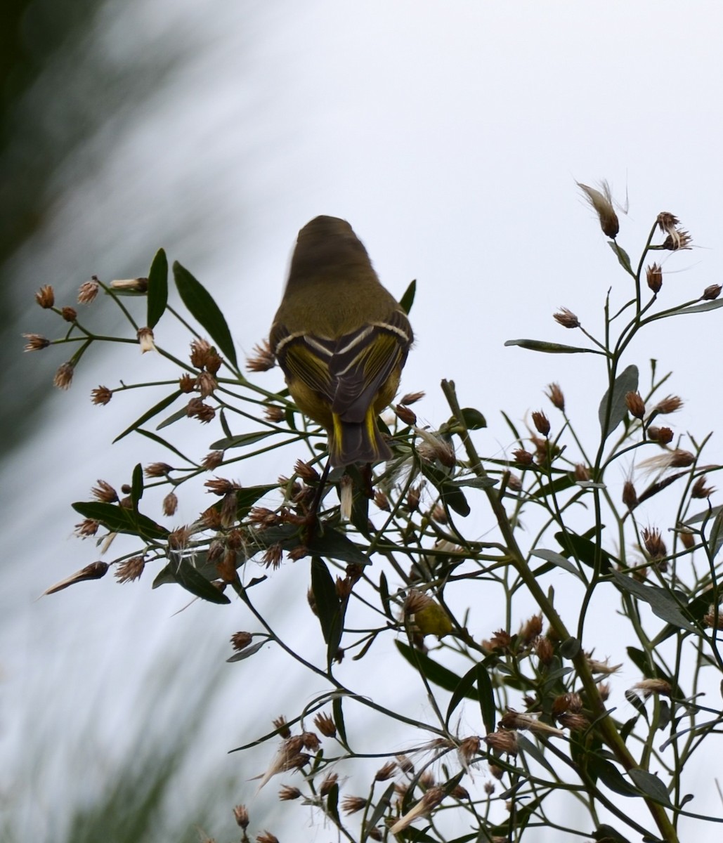 Ruby-crowned Kinglet - ML626518798